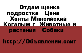 Отдам щенка-подростка › Цена ­ 1 - Ханты-Мансийский, Когалым г. Животные и растения » Собаки   